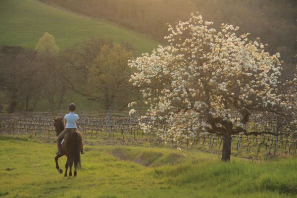Équitation de base et promenades à cheval dans la campagne toscane