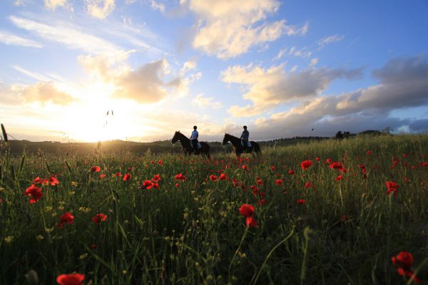 Équitation de base et promenades à cheval dans la campagne toscane